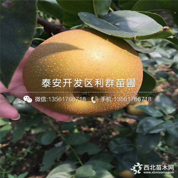 黄金梨树苗