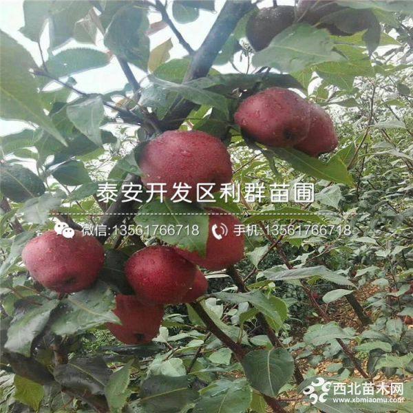 全紅梨樹苗