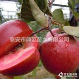 山東蘋(píng)果苗基地紅肉蘋(píng)果苗價(jià)格 紅色之愛(ài)品種介紹