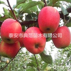 華碩蘋果苗價(jià)格 新品種華碩蘋果樹苗介紹