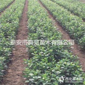 维纳斯黄金苹果苗价格 新品种苹果树苗介绍