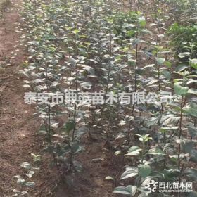 柱状苹果苗价格 基地直供润太一号柱状苹果树苗