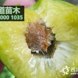 青脆李苗價(jià)格,2公分青脆李苗多少一株