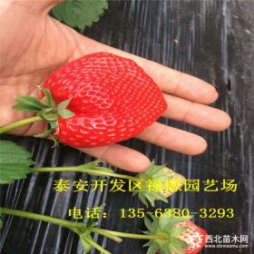 达娜草莓苗价格 达娜草莓苗种植基地