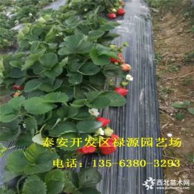 红颊草莓苗 红颊草莓苗基地