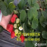 草莓苗基地 红玫瑰草莓苗价格