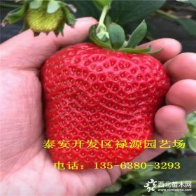 2018鬼怒甘草莓苗价格 鬼怒甘草莓苗出售