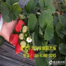 艾莎草莓苗价格 艾莎草莓苗基地