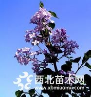 直销丁香紫丁香苗木丁香花价格甘肃宁夏丁香低价销售成活率高