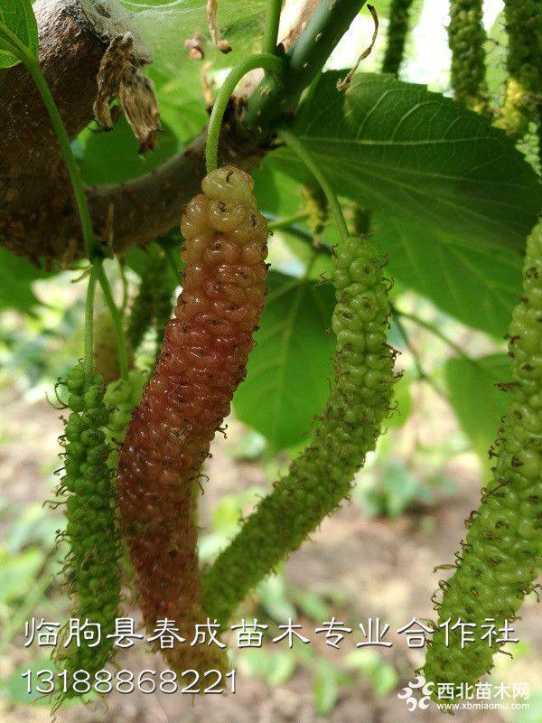 果桑種植技術(shù)