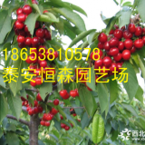 基地种植樱桃苗出售 现挖现卖 吉塞拉樱桃成苗  价好