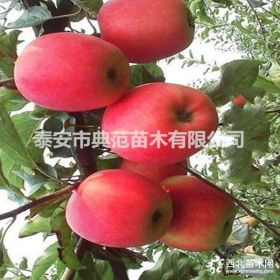 美國8號(hào)蘋果樹苗價(jià)格 美國8號(hào)蘋果苗品種介紹