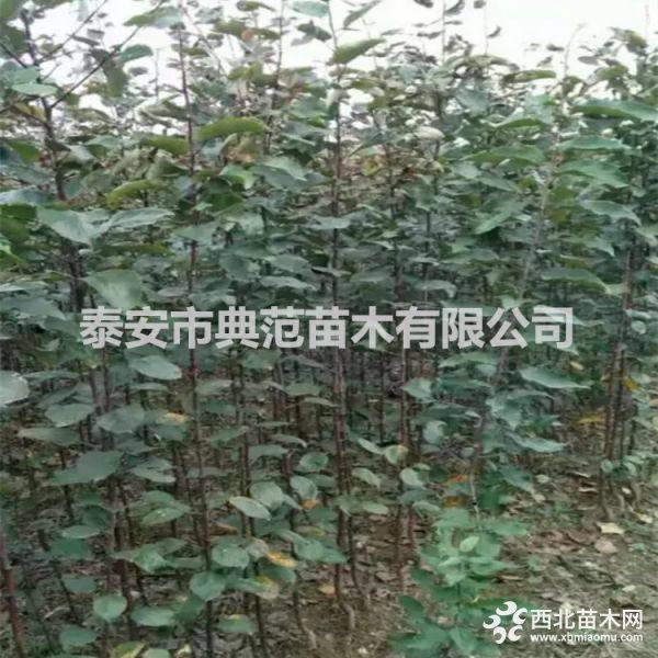 蜜脆苹果苗价格