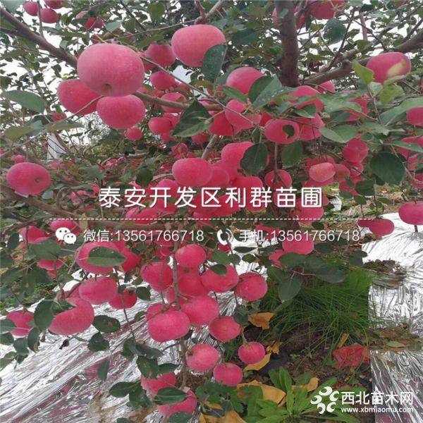 苹果树苗