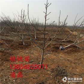 新品种核桃树树苗