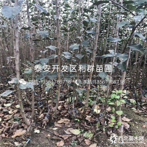 蛇果苹果苗