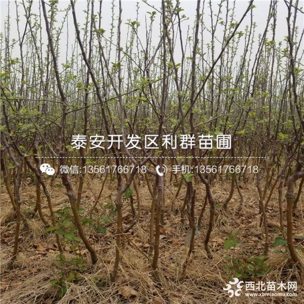 鲁丽苹果苗