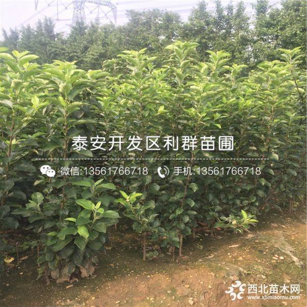 鲁丽苹果树苗