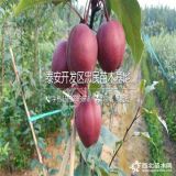 奧紅一號梨苗哪里有賣的、新品種奧紅一號梨樹苗批發(fā)基地