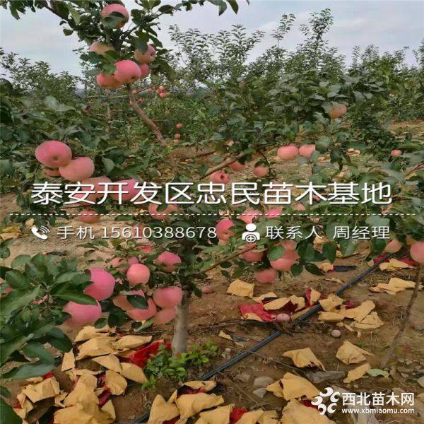 矮化苹果苗