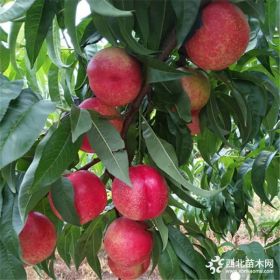 中油18號油桃苗種植管理、中油18號桃樹苗價格