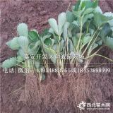 桃熏白草莓苗2018年价格 丰香草莓苗零售价格