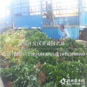 全明星草莓苗批发多少钱一棵 脱毒妙香7号草莓苗种植批发基地