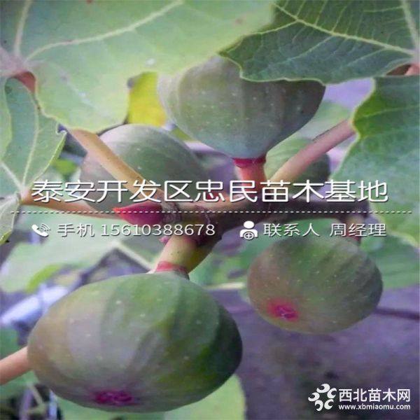 波姬红无花果苗