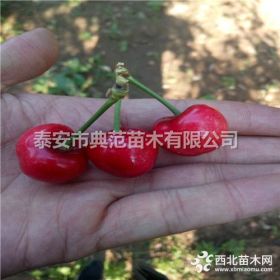 美早樱桃苗 美早樱桃苗价格 品种纯正成活率高