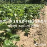 甜查理草莓苗價格甜查理草莓苗出售基地