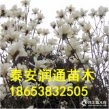 銷售山東臨沂白玉蘭公園綠化苗木1.5米白玉蘭批發(fā)