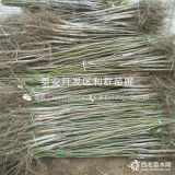 出售薄殼核桃樹(shù)苗、薄殼核桃樹(shù)苗多少錢一棵