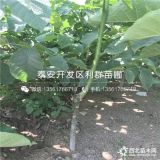 哪里有核桃樹(shù)苗出售、核桃樹(shù)苗多少錢(qián)一棵