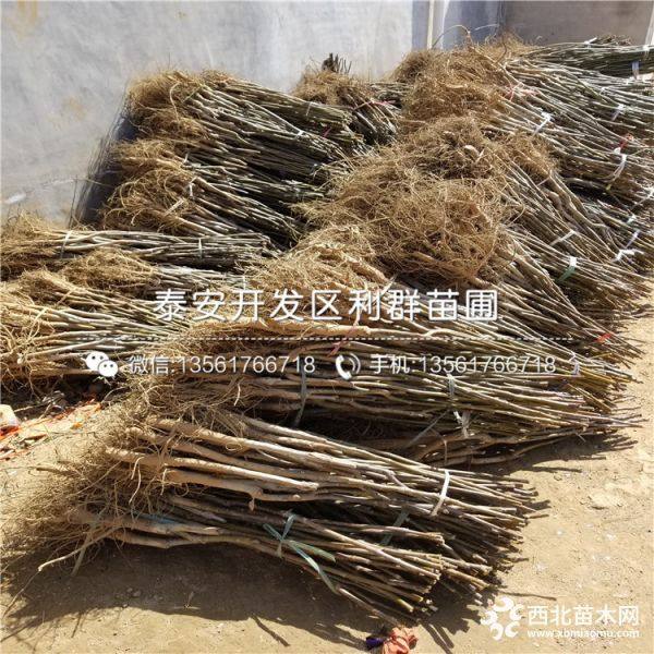 辽核2号核桃苗