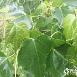 黃金樹、白花梓樹