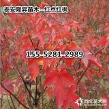 山東2-15公分美國(guó)紅點(diǎn)紅楓價(jià)格