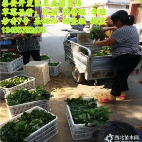 红颊草莓苗哪里便宜，红颊草莓苗批发基地