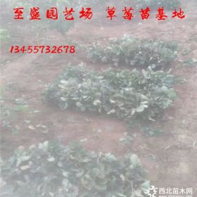 湖南可以种植甜宝草莓苗吗，甜宝草莓苗哪里便宜