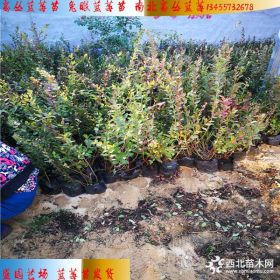 珠宝蓝莓苗品种特性 珠宝蓝莓苗哪里价格便宜