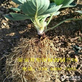 2018年妙香三号草莓苗价格 妙香三号草莓苗种植基地