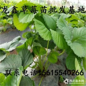 甜查理草莓苗價(jià)格出售