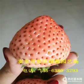 小白草莓苗价格 小白草莓苗价格多少