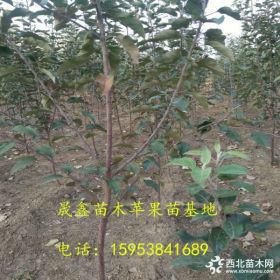 2公分紅肉蘋果苗價格 哪里有賣紅肉蘋果苗的 當(dāng)年結(jié)果紅肉蘋果