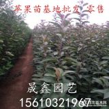 煙富蘋果苗多少錢一棵 煙富蘋果苗價(jià)格 哪里有煙富8號蘋果苗