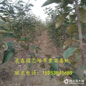 蘋果苗什么時候栽植好 秋季蘋果苗價格 那里蘋果苗便宜