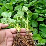 山東章姬草莓苗種植批發(fā)基地 章姬奶油草莓苗價(jià)格