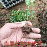 当年生吉塞拉小苗吉塞拉6号樱桃苗批发基地