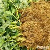 基地供應奶油草莓苗 批發(fā)全明星 甜茶理紅顏草莓苗