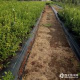 供应1-3年生兔眼蓝莓苗蓝莓树苗 山东蓝莓苗种植基地