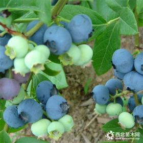 泰安蓝莓苗基地 2-3年生蓝莓苗带营养钵出售